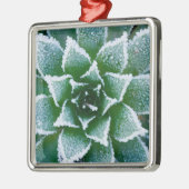 Hen & Chicks sukkultiviert mit Frost am Anfang Silbernes Ornament (Links)