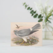 Hen Marsh Harrier Bird_GC - Postcard Postkarte (Stehend Vorderseite)