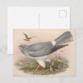 Hen Marsh Harrier Bird_GC - Postcard Postkarte (Vorne/Hinten)