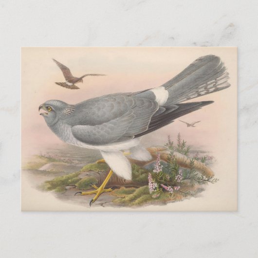 Hen Marsh Harrier Bird_GC - Postcard Postkarte (Vorderseite)
