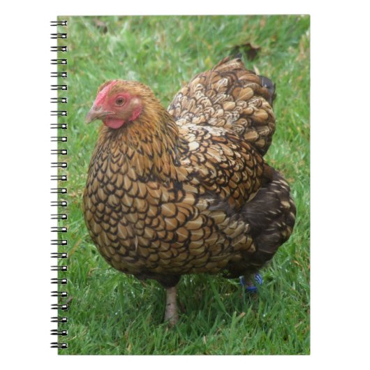 Hen Notebook Notizblock (Vorderseite)