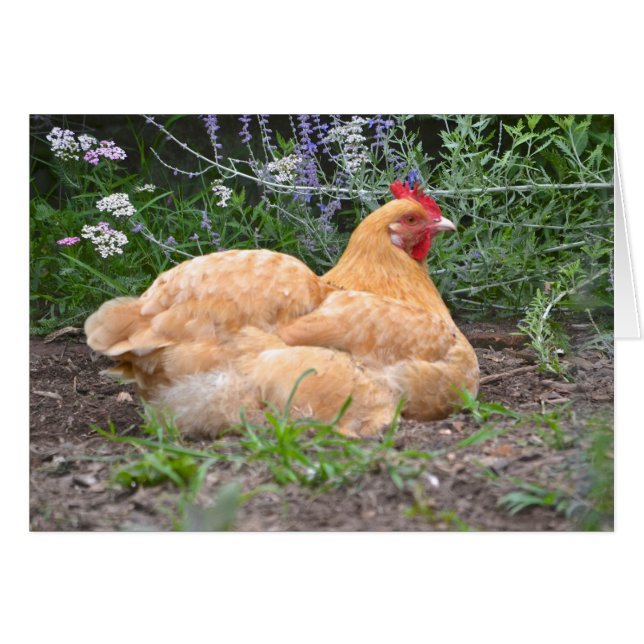 Hen Notecard (Vorderseite (Horizontal))