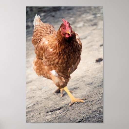 Hen Poster (Vorne)