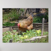 Hen poster (Vorne)