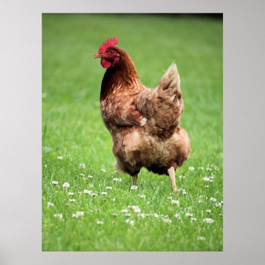Hen Poster (Vorne)