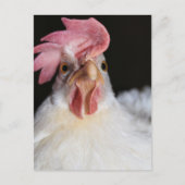 Hen Postkarte (Vorderseite)