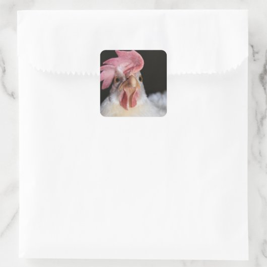 Hen Quadratischer Aufkleber (Tasche)