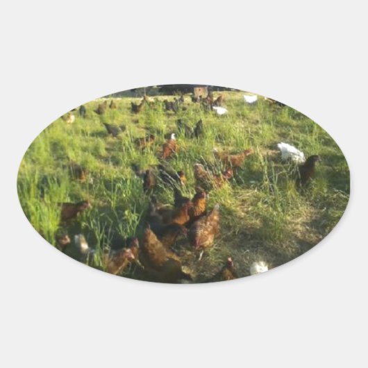 Hen-Stickers mit freier Reichweite Ovaler Aufkleber (Vorderseite)