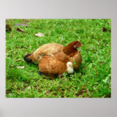 Hen und Chick Poster (Vorne)