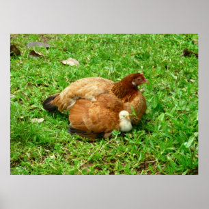 Hen und Chick Poster