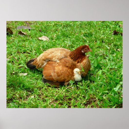 Hen und Chick Poster (Vorne)