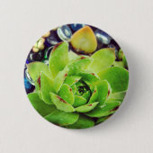 Hen und Chicks Button (Vorderseite)