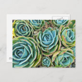 Hen und Chicks Postkarte (Vorne/Hinten)