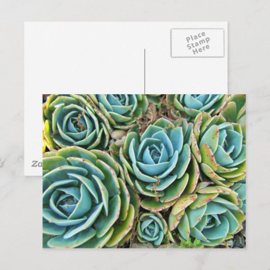 Hen und Chicks Postkarte (Vorne/Hinten)