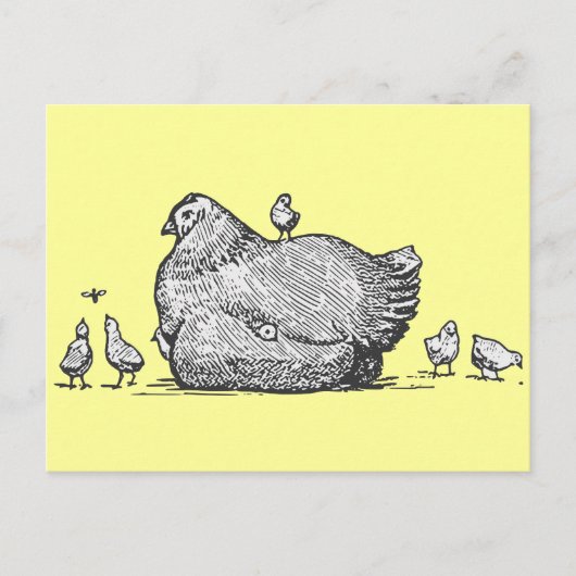 Hen und Chicks Postkarte (Vorderseite)