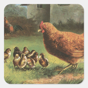 Hen und Chicks Quadratischer Aufkleber