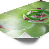 Hen und Chicks Schöne, grüne Blume Fotodruck (Ecke)