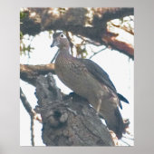 Hen Woodduck Poster (Vorne)