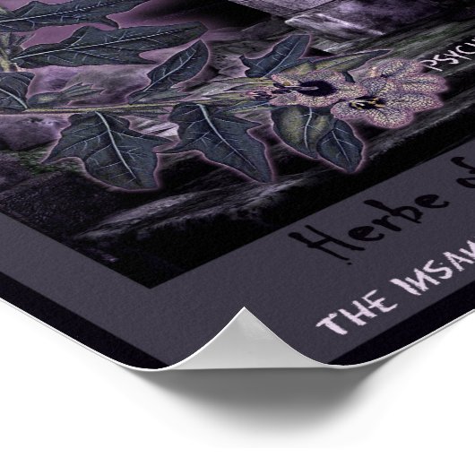 HENBANE WITCH'S HERB POSTER (Ecke)
