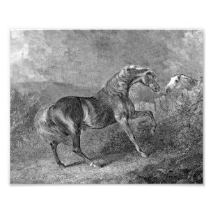 Hengst Pferd Vintage-Illustration Fotodruck