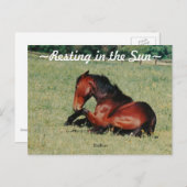 Hengst ruht Postkarte (Vorne/Hinten)