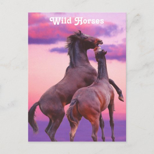 Hengste, die Postkarte spielen (Vorderseite)