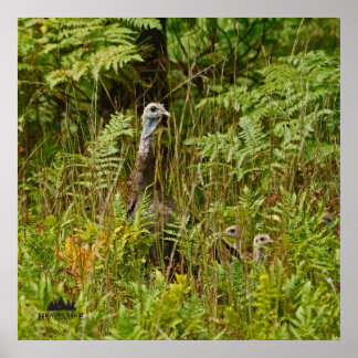 Henne mit Küken in der Türkei Poster