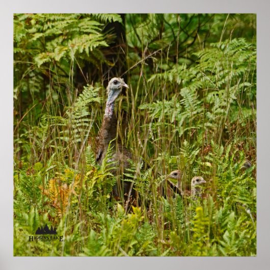 Henne mit Küken in der Türkei Poster (Vorne)