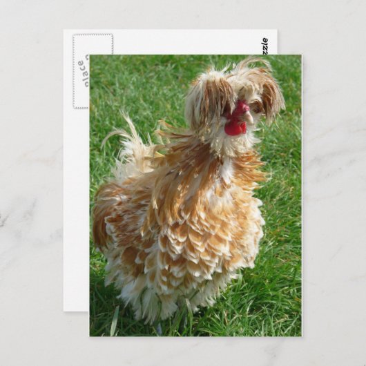 Henne Postkarte (Vorne/Hinten)