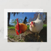 Henne und Hahn Postkarte (Vorne/Hinten)