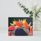 Henne und Küken, Echeveria, Blume Postkarte (Stehend Vorderseite)