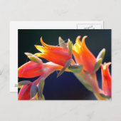 Henne und Küken, Echeveria, Blume Postkarte (Vorne/Hinten)