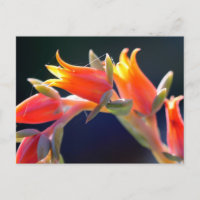 Henne und Küken, Echeveria, Blume