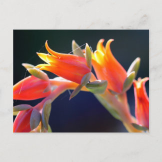 Henne und Küken, Echeveria, Blume Postkarte