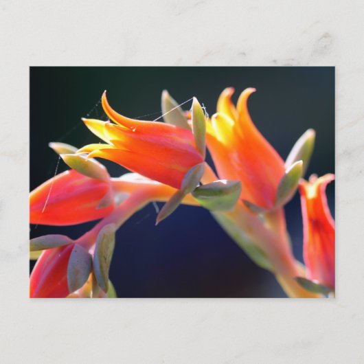 Henne und Küken, Echeveria, Blume Postkarte (Vorderseite)