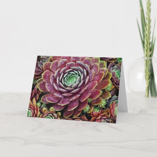 Henne und Küken Karte (Vorderseite)