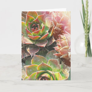 Henne-und Küken-Pflanzen Karte