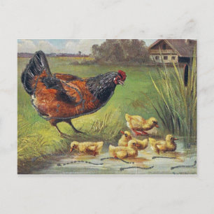 Henne und Küken Postkarte