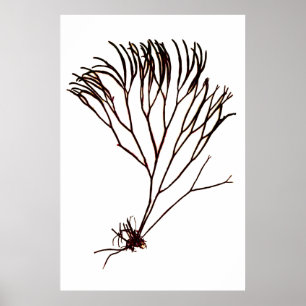 Henry Bradbury"s Pressed Seetang # 4 White Poster
