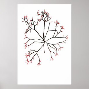 Henry Bradburys gepresste Alge vierzehn Poster