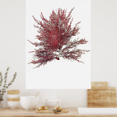 Henry Bradburys gepresste Algen achtzehn Poster (Küche)