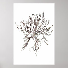 Henry Bradburys gepresste Algen-Sechstel von zehn Poster