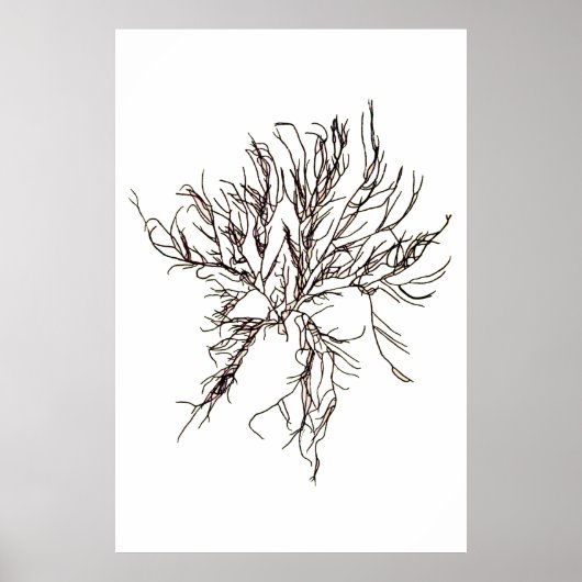 Henry Bradburys gepresste Algen-Sechstel von zehn Poster (Vorne)