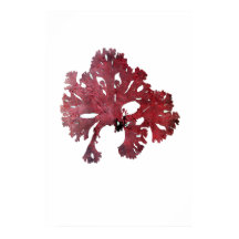 Henry Bradburys gepresste Algen siebenundzwanzig