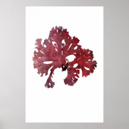 Henry Bradburys gepresste Algen siebenundzwanzig Poster