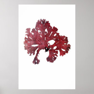 Henry Bradburys gepresste Algen siebenundzwanzig Poster