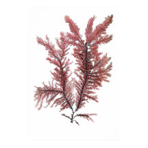 Henry Bradburys gepresste Algen zuerst 10