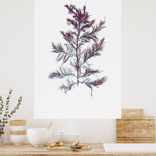 Henry Bradburys gepresste Algenfünfte von zehn Jah Poster (Küche)