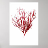 Henry Bradburys verdichtete Neuntel der Algen Poster (Vorne)