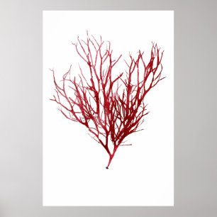 Henry Bradburys verdichtete Neuntel der Algen Poster